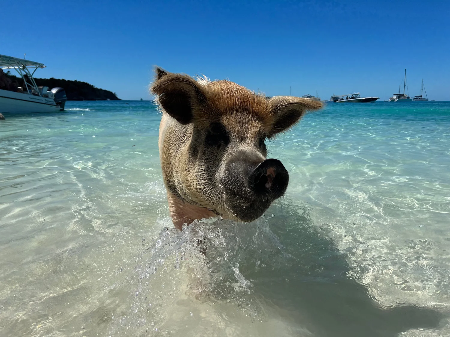 Swimming pigs, Bahamas